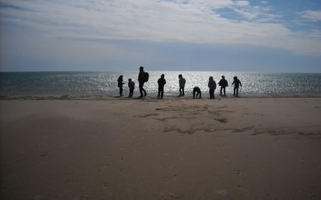 Les plages audoises (re)deviennent des véritables espaces naturels