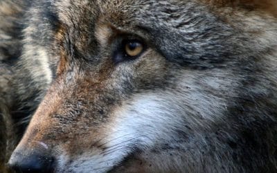 Droit de réponse à l’appel à l’organisation d’une battue illégale au Loup le 19 novembre 2016