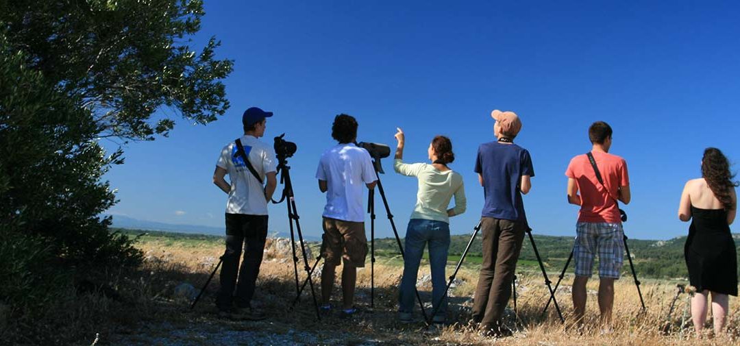 Participez au suivi de la migration des oiseaux