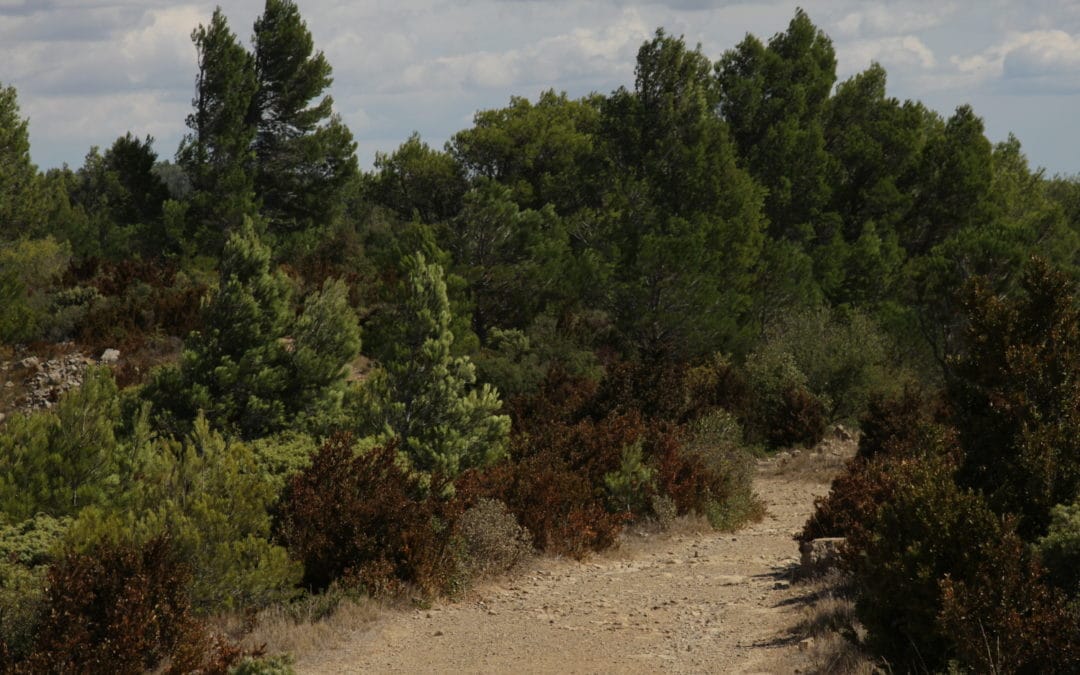 Une marche pour défendre nos forêts