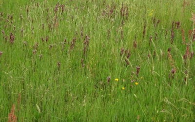 Le bonheur est dans le pré