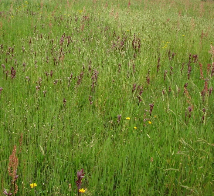 Le bonheur est dans le pré