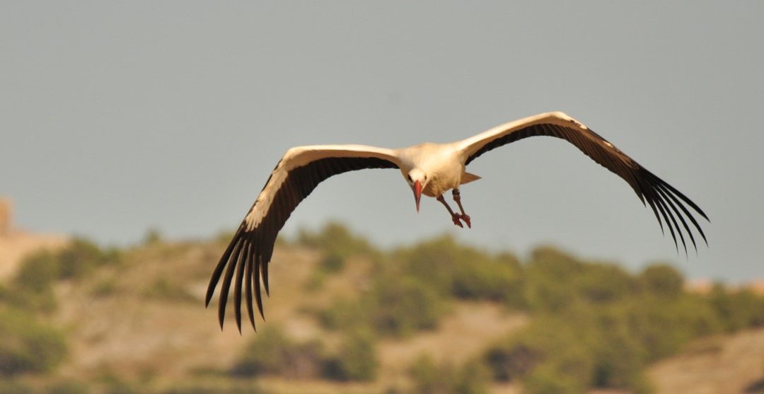 Les oiseaux migrateurs arrivent !