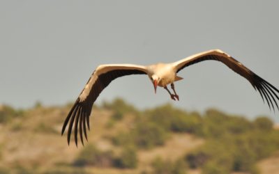 Les oiseaux migrateurs arrivent !