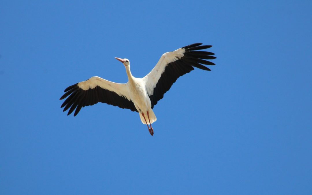 Deux nouveaux records pour la Cigogne blanche à Gruissan !