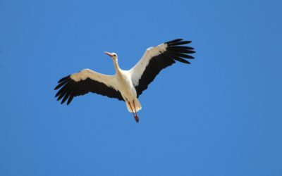 Deux nouveaux records pour la Cigogne blanche à Gruissan !