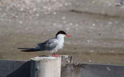 Bilan du suivi des Laro-limicoles sur le littoral Audois en 2020